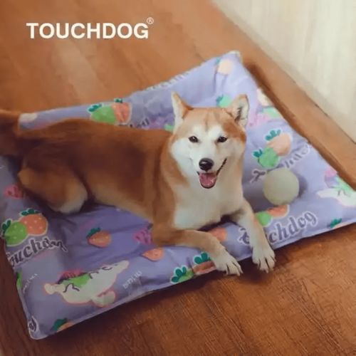 國際風(fēng)向標(biāo) 寵物用品配飾一片藍(lán)海,品牌紛紛入局